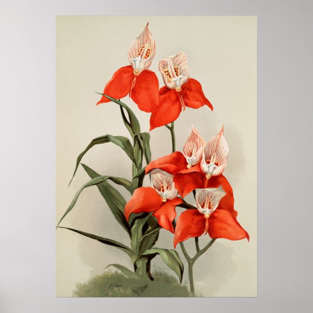 Orchideen Blühen Blume Vintag Alte Illustration Poster (Vorne)