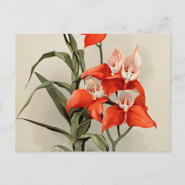 Orchideen Blühen Blume Vintag Alte Illustration Postkarte (Vorderseite)