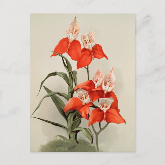 Orchideen Blühen Blume Vintag Alte Illustration Postkarte (Vorderseite)