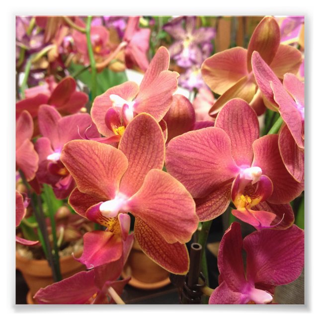 Orchideen-Blume-Fotos Fotodruck (Vorne)