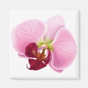 Orchideen-Blume Magnet