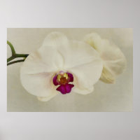 Orchideen-Blume Nahe Kunst