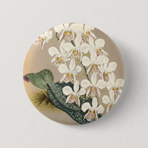 Orchideen Button