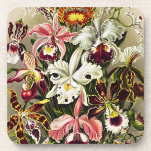 Orchideen Denusblumen Ernst Haeckel Getränkeuntersetzer