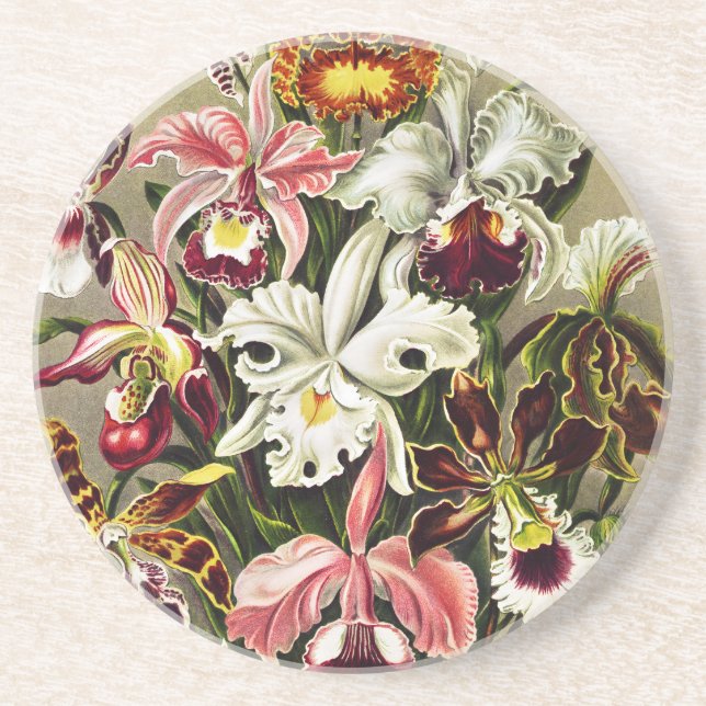 Orchideen Denusblumen Ernst Haeckel Getränkeuntersetzer (Vorne)
