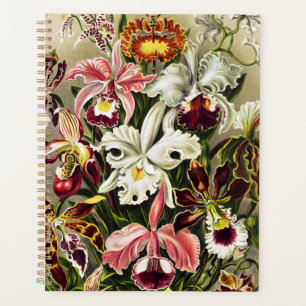 Orchideen Denusblumen Ernst Haeckel Planer