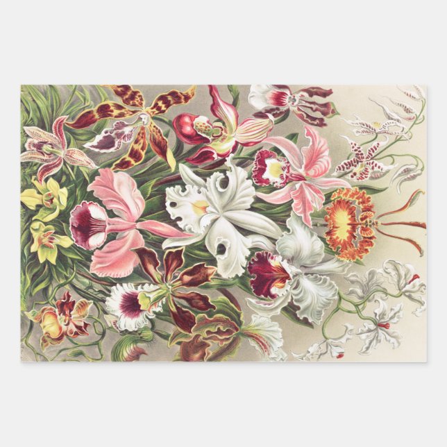 Orchideen Denusblumen von Ernst Haeckel Geschenkpapier Set (Vorderseite)