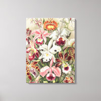 Orchideen Denusblumen von Ernst Haeckel