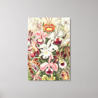 Orchideen Denusblumen von Ernst Haeckel