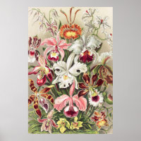 Orchideen Denusblumen von Ernst Haeckel