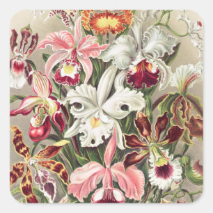 Orchideen Denusblumen von Ernst Haeckel Quadratischer Aufkleber