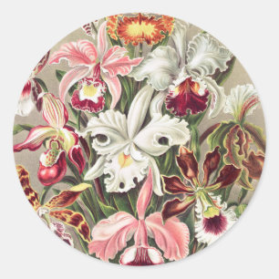 Orchideen Denusblumen von Ernst Haeckel Runder Aufkleber