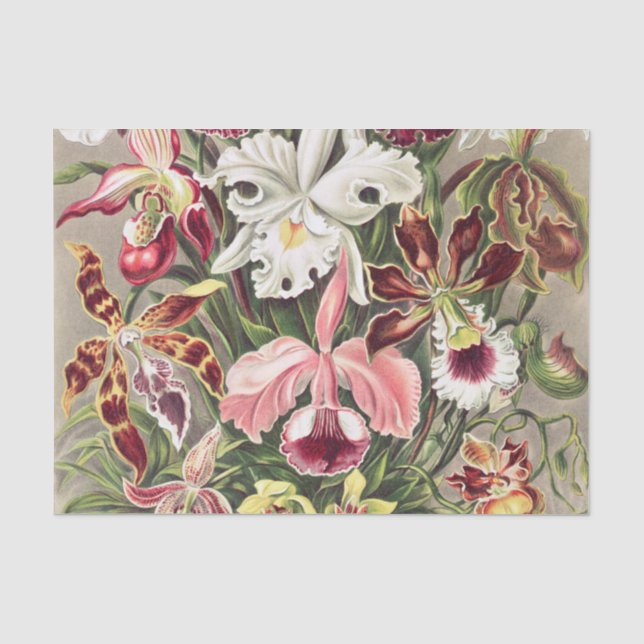Orchideen Denusblumen von Ernst Haeckel Seidenpapier (Vorderseite)