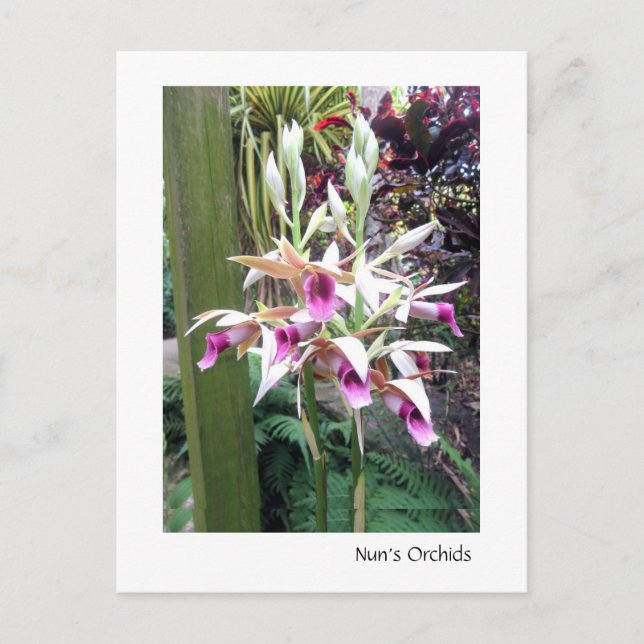 Orchideen der Nonnen 2 Postkarte (Vorderseite)