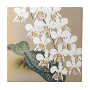 Orchideen Fliese
