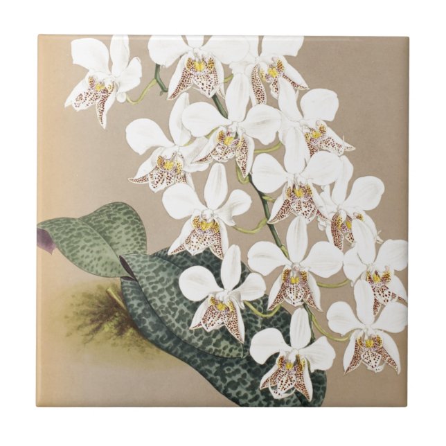 Orchideen Fliese (Vorderseite)