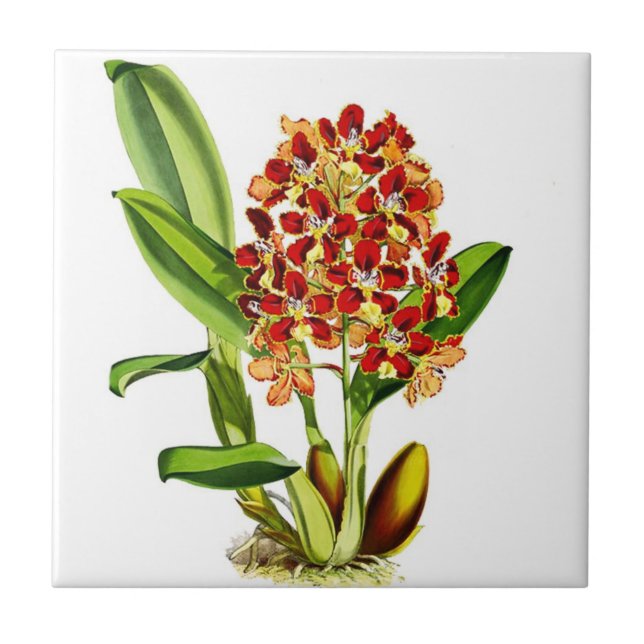 Orchideen Fliese (Vorderseite)