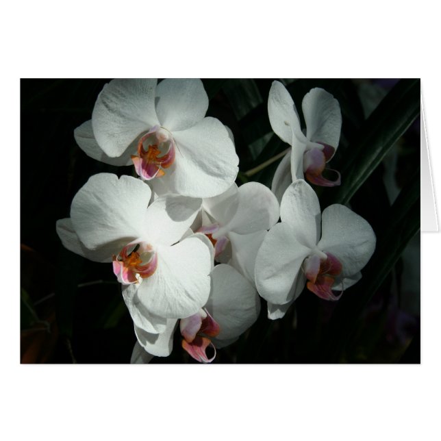 Orchideen in den Meijer Gärten - leere Karte(n) (Vorderseite (Horizontal))