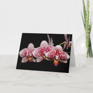 Orchideen-Liebhaber auserlesen Karte