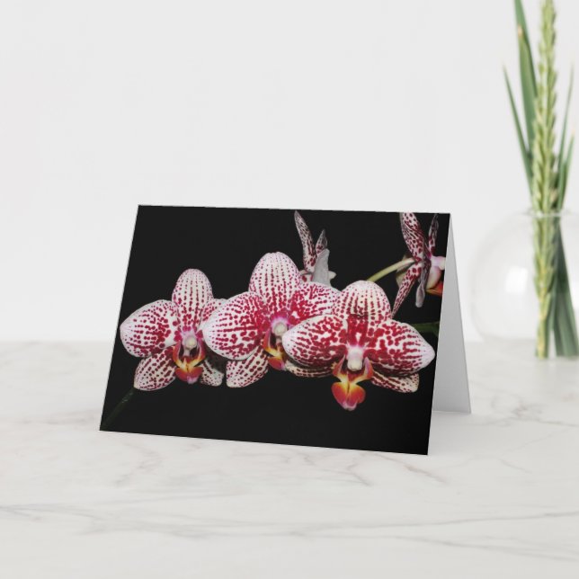 Orchideen-Liebhaber auserlesen Karte (Vorderseite)