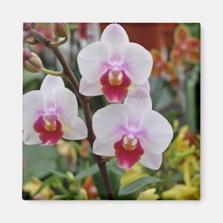 Orchideen Magnet