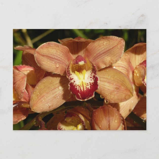 Orchideen mit Raindrops floral Postkarte (Vorderseite)