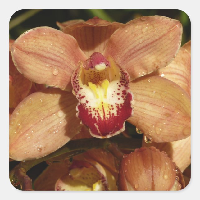 Orchideen mit Raindrops floral Quadratischer Aufkleber (Vorderseite)