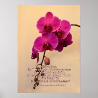 Orchideen mit Wunderangebot