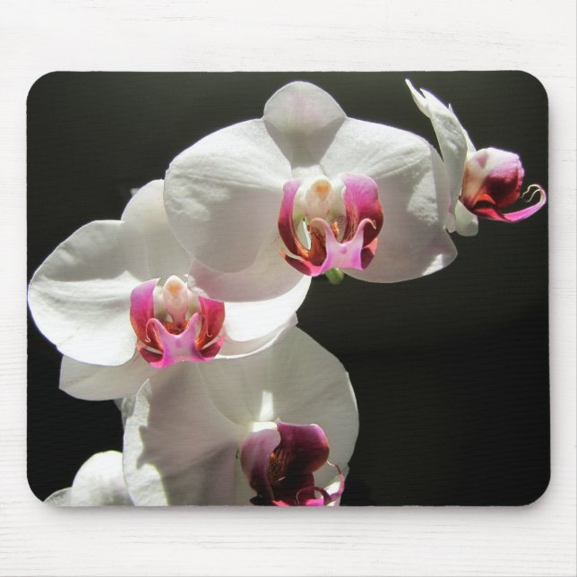 Orchideen Mousepad (Vorne)