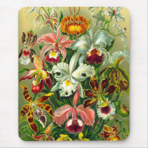 Orchideen