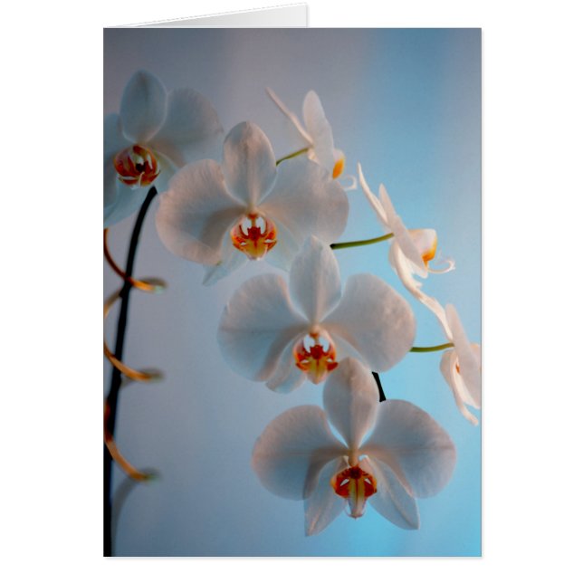 Orchideen-Niederlassung (Vorne)
