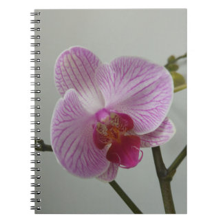 Orchideen-Notizbuch Notizblock