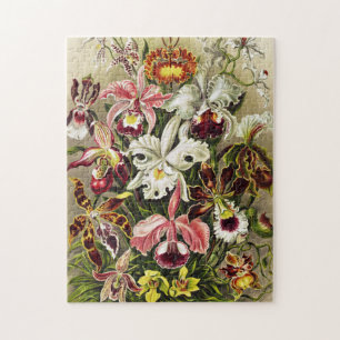 Orchideen, Orchideae Denusblumen Ernst Haeckel