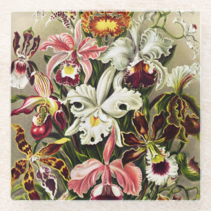 Orchideen, Orchideae Denusblumen Ernst Haeckel Glasuntersetzer