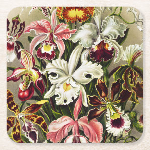 Orchideen, Orchideae Denusblumen Ernst Haeckel Rechteckiger Pappuntersetzer