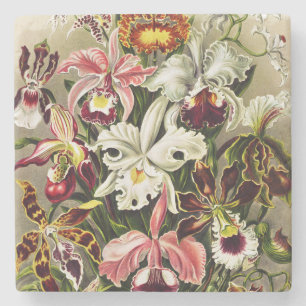 Orchideen, Orchideae Denusblumen Ernst Haeckel Steinuntersetzer