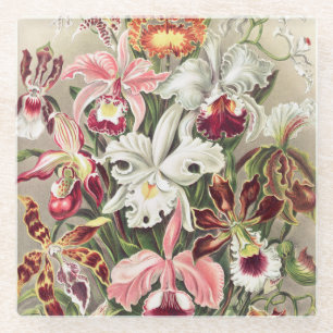 Orchideen, Orchideae Denusblumen von Ernst Haeckel Glasuntersetzer