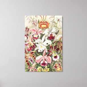 Orchideen, Orchideae Denusblumen von Ernst Haeckel Leinwanddruck