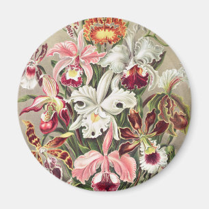 Orchideen, Orchideae Denusblumen von Ernst Haeckel Magnet