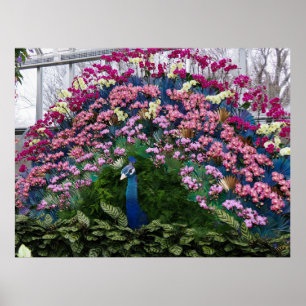 Orchideen-Pfau Poster