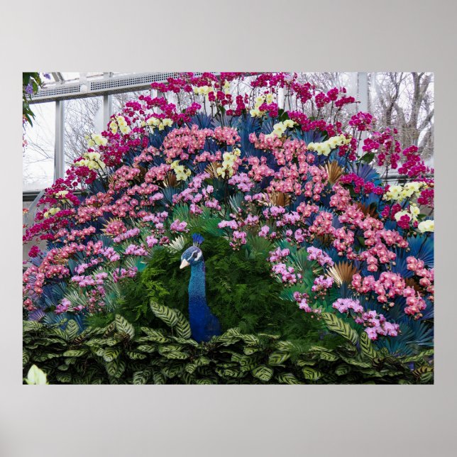 Orchideen-Pfau Poster (Vorne)