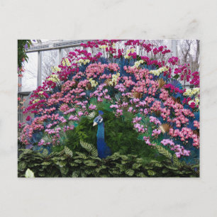 Orchideen-Pfau Postkarte