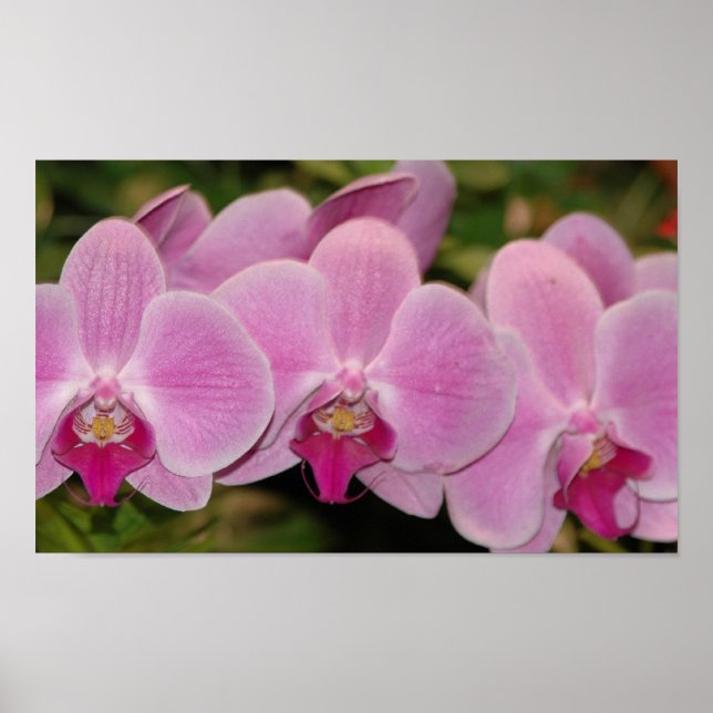 Orchideen Poster (Vorne)