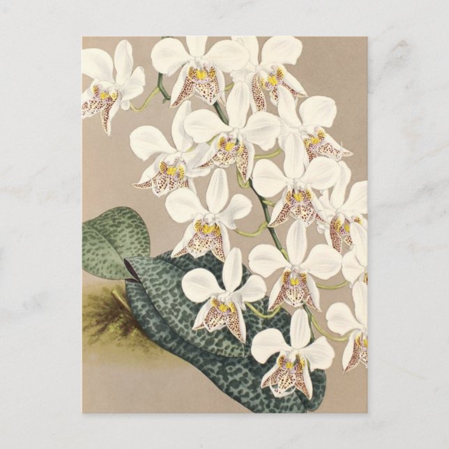 Orchideen Postkarte (Vorderseite)