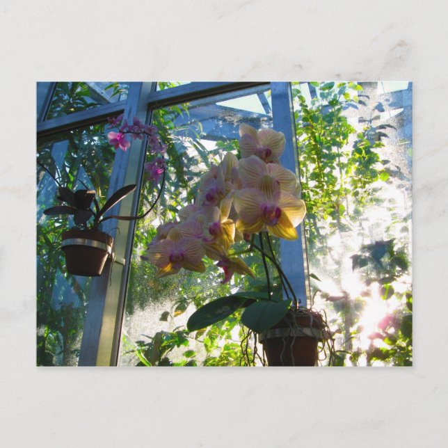 Orchideen Postkarte (Vorderseite)