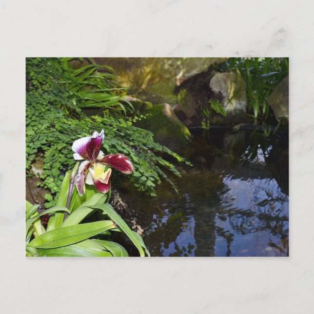 Orchideen Postkarte (Vorderseite)