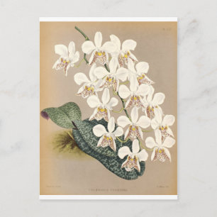 Orchideen Postkarte