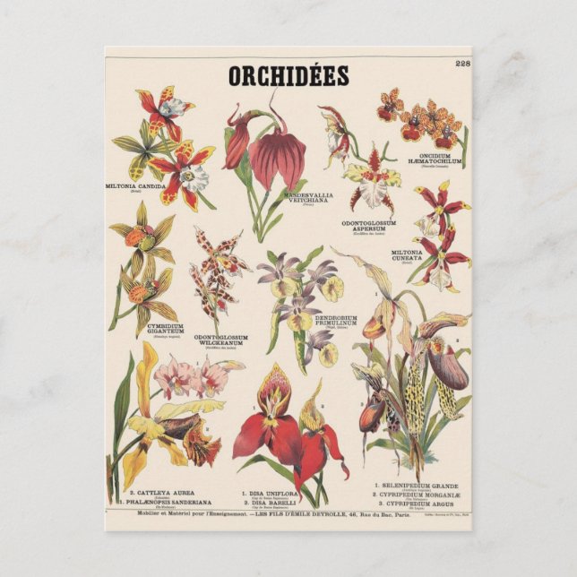 Orchideen Postkarte (Vorderseite)
