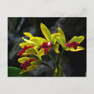 Orchideen Postkarte