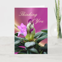 Orchideen-Rhododendron Knospe-fertigen jede